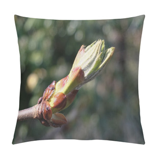 Personality  Horse Chestnut Bud Pillow Covers