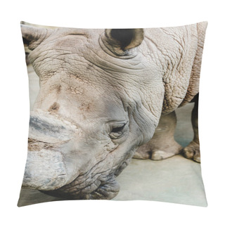 Personality  Close Up Of Rhino With Big Horn In Zoo  Pillow Covers
