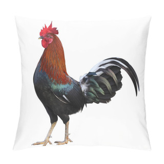 Personality  Colorful Free Range Male Rooster Isolated On White Background With Clipping Path Pillow Covers