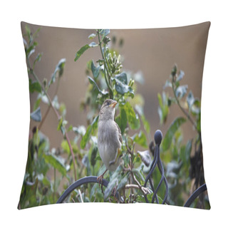 Personality  House Sparrows In The Garden Pillow Covers