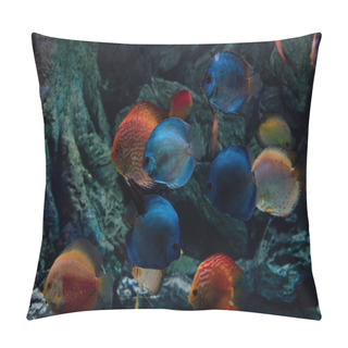 Personality  Goldfishes And Blue Fishes Swimming Under Water In Aquarium Pillow Covers