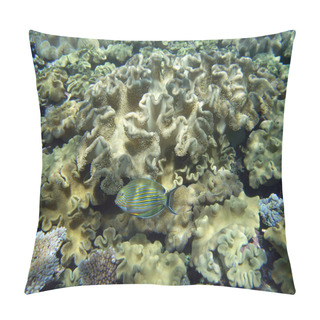 Personality  Striped Surgeonfish And Huge Corals Pillow Covers