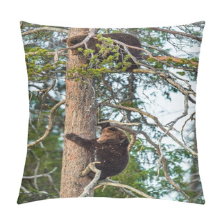Personality  Bear-cubs Have Climbed On Pine Tree Pillow Covers