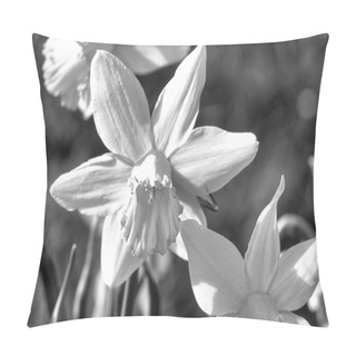 Personality  Daffodils In A Black And White Meadow At Easter Time. Flowers Glow. Early Bloomers That Herald The Arrival Of Spring. Photo Plants Pillow Covers