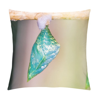 Personality  Green And Yellow Butterfly Cocoon In Macro Closeup, Tropical Insect Specie, Pupation Cycle Pillow Covers