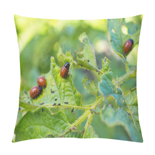 Personality  Colorado Potato Beetle Larvae On Eaten Away Potato Leaf. Close-up. A Bright Illustration On The Theme Of Protecting Agricultural Plants From Bugs And Pests. High Detail. Macro Pillow Covers