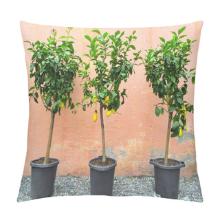 Personality  Lemon Trees With Ripe Fruits Pillow Covers