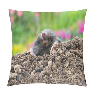 Personality  European Mole Crawling Out Of Molehill Above Ground, Showing Strong Front Feet Used For Digging Underground Tunnels Pillow Covers