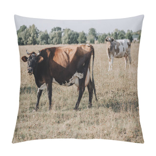 Personality  Rural Scene With Domestic Cows Grazing On Meadow In Countryside  Pillow Covers
