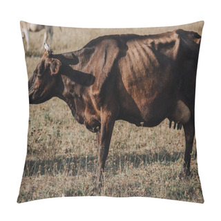 Personality  Selective Focus Of Black Cow Grazing On Meadow In Countryside  Pillow Covers
