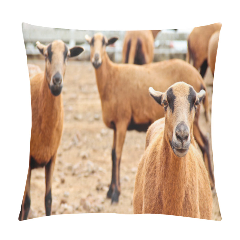 Personality  Barbado Blackbelly Sheep focusing the attention pillow covers