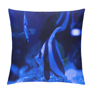Personality  Striped Fishes Swimming Under Water In Aquarium With Blue Lighting Pillow Covers