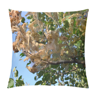 Personality  Summer Background Of Nature. Apple Tree. Malus. Spider Web On A Apple Tree. Caterpillars. Pests On Apple Tree Branches Pillow Covers