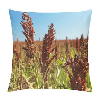 Personality  Field Of Sorghum Pillow Covers