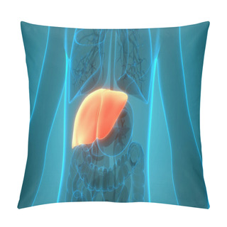Personality  Human Body Organs Liver Anatomy. 3D Pillow Covers