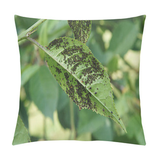 Personality  Aphids (Aphidoidea) On The Leaves Of Cherry Tree Pillow Covers