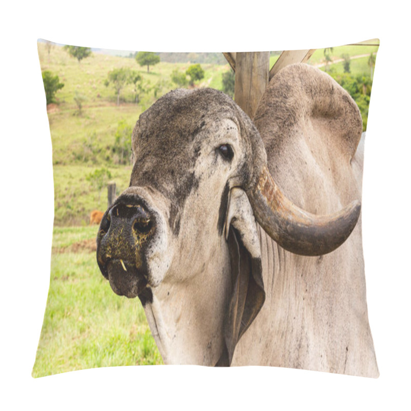 Personality  Closeup Of Bull Girolando In Pasture On Farm In Countryside Of Minas Gerais, Brazil Pillow Covers