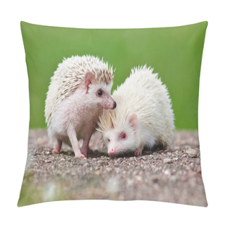 Personality  Two African Hedgehogs Outdoors Pillow Covers