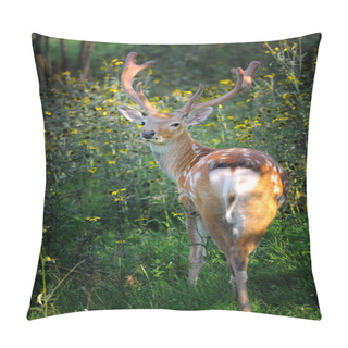 Personality  Whitetail Deer Pillow Covers