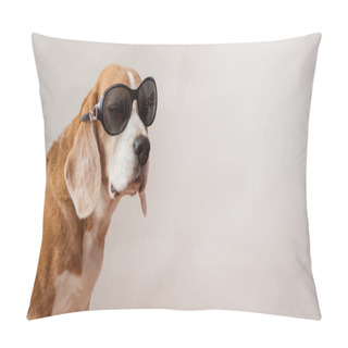Personality  Beagle Dogs In Sun Glasses Portrait On Light Gray Background. Closeup.  Pillow Covers