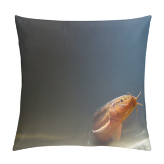 Personality  Weather Loach In A Beam Of Sunlight Pillow Covers