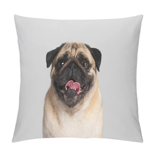 Personality  Purebred Pug Dog Looking At Camera And Sticking Out Tongue Isolated On Grey  Pillow Covers