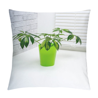 Personality  Schefflera Variegated Is A Genus Of Flowering Plants In The Family Araliaceae Pillow Covers