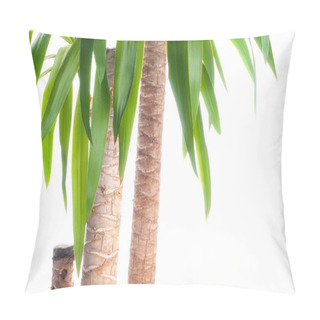Personality  Fresh Yucca Plant On A White Background Pillow Covers