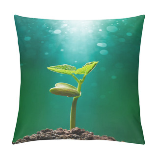 Personality  Sprout With Sunbeam Shining On It Pillow Covers