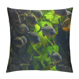 Personality  Tropical Piranha Fish Pillow Covers