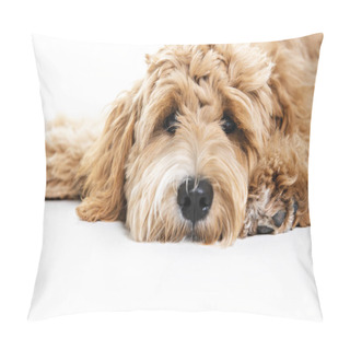 Personality  Golden Labradoodle Dog Isolated On White Background Pillow Covers