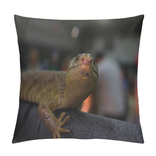 Personality  The Solomon Islands Skink On White Background. High Quality Photo Pillow Covers