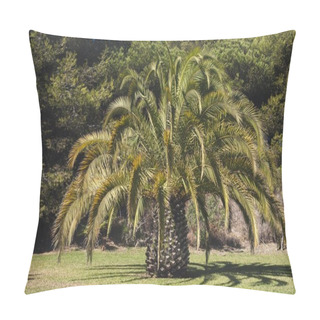 Personality   Huge Date Palm On Green Lawn Pillow Covers
