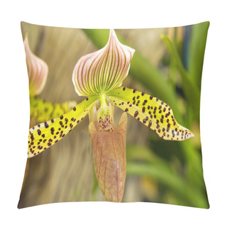 Personality  Orchid Paphiopedilum Pillow Covers