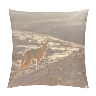 Personality  South American Gray Fox (Lycalopex Griseus), Patagonian Fox, In Patagonia Mountains Pillow Covers