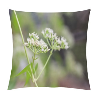 Personality  Mikania Cordata Flowers Bloom In The Forest And Green Leaf Pillow Covers