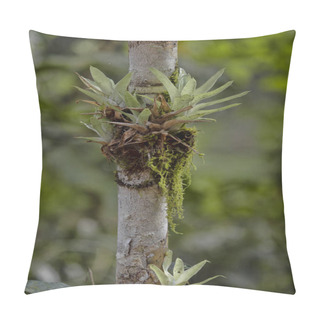 Personality  Branches Of Trees Covered With Pineapple And Bromelies Of Guatemala. Pillow Covers