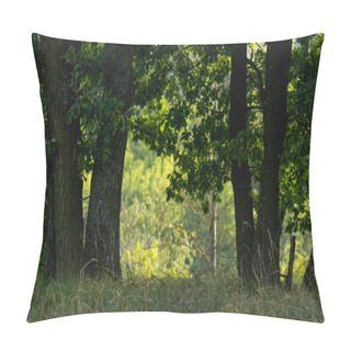 Personality  Green Grass And Tree Trunks In Autumnal Forest Pillow Covers