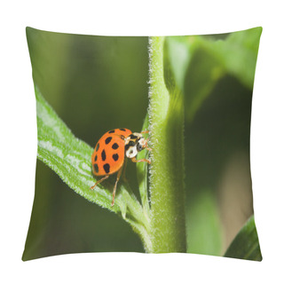 Personality  Asian Ladybug Beetle (Harmonia Axyridis) Pillow Covers