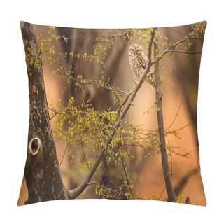 Personality  Malaysia Beautiful Owl In Forest  Pillow Covers