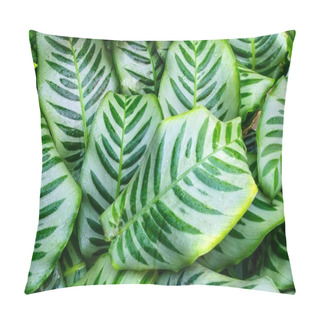 Personality  Close Up Dumb Cane Leaves Or Dieffenbachia, Calathea- Nature Background. Pillow Covers