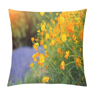 Personality  Beautiful Orange And Yellow Cosmos Flowers In Garden Field Pillow Covers