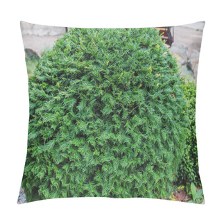 Personality  Photo Depicting Branch Of Juniper Blossoming In Springtime, Fruiting. New Fresh Brunches Of Evergreen Juniper In Garden, Blurred Background. Berries Ripen On Branches Of Juniper. Herbal Medicine. Pillow Covers
