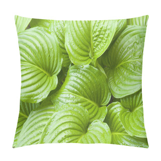 Personality  Green Hosta Leaves Pillow Covers