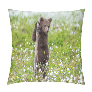 Personality  Brown Bear Cub Playing On The Field Among White Flowers. Bear Cub Stands On Its Hind Legs. Scientific Name: Ursus Arctos. Pillow Covers
