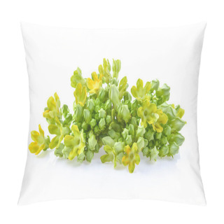 Personality  Cowslip Creeper On White Background Pillow Covers