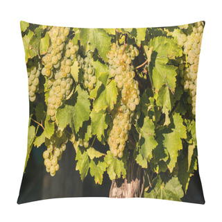 Personality  Ripe Riesling Grapes On Vine Pillow Covers