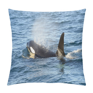 Personality  Killer Whale Pillow Covers