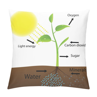 Personality  Scheme Of Photosynthesis Pillow Covers