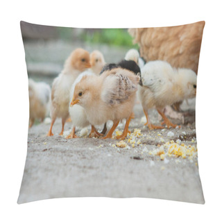Personality  Close Up Yellow Chicks On The Floor , Beautiful Yellow Little Chickens, Group Of Yellow Chicks Pillow Covers